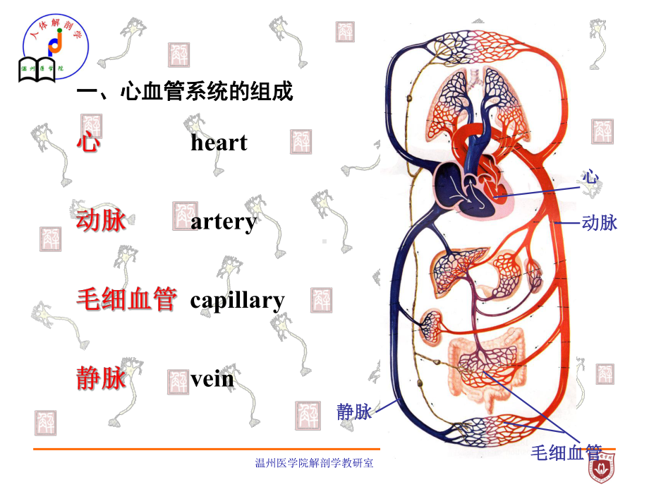 系统解剖课件：脉管总论、心脏.ppt_第3页