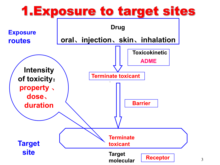 药物毒理学课件：靶器官毒性（20170301）.PPT_第3页