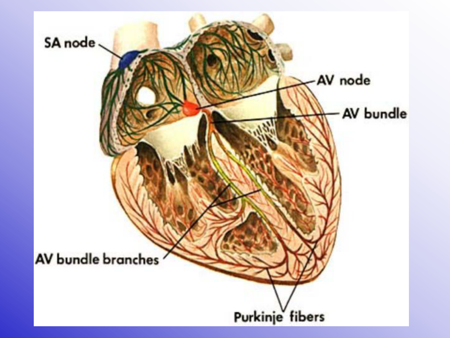 循环系统内科学心律失常-英文教学课件：Arrhythmia Diagnosis and Management.ppt_第2页