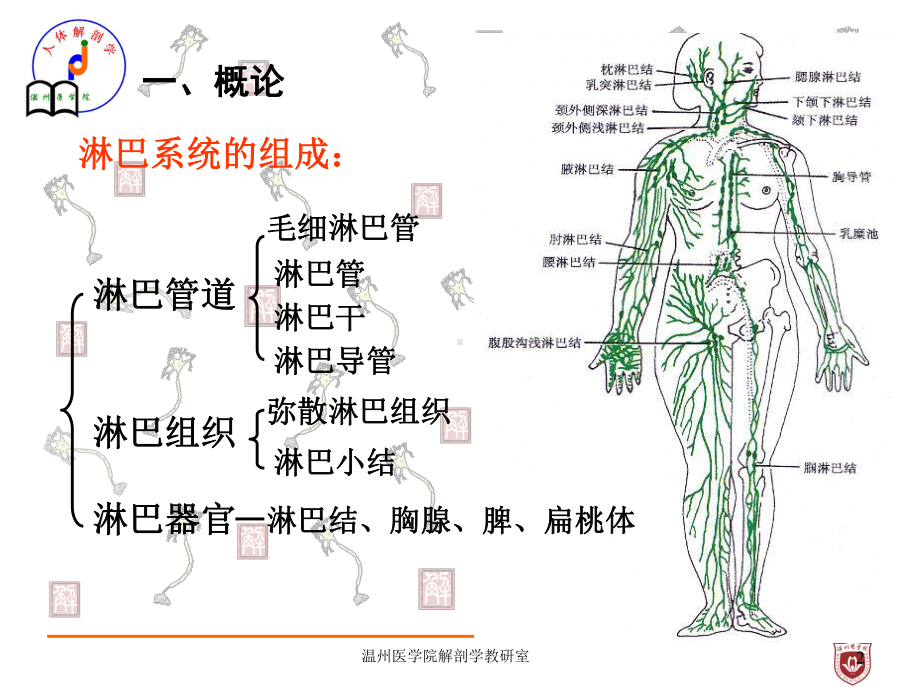 系统解剖课件：淋巴.ppt_第2页