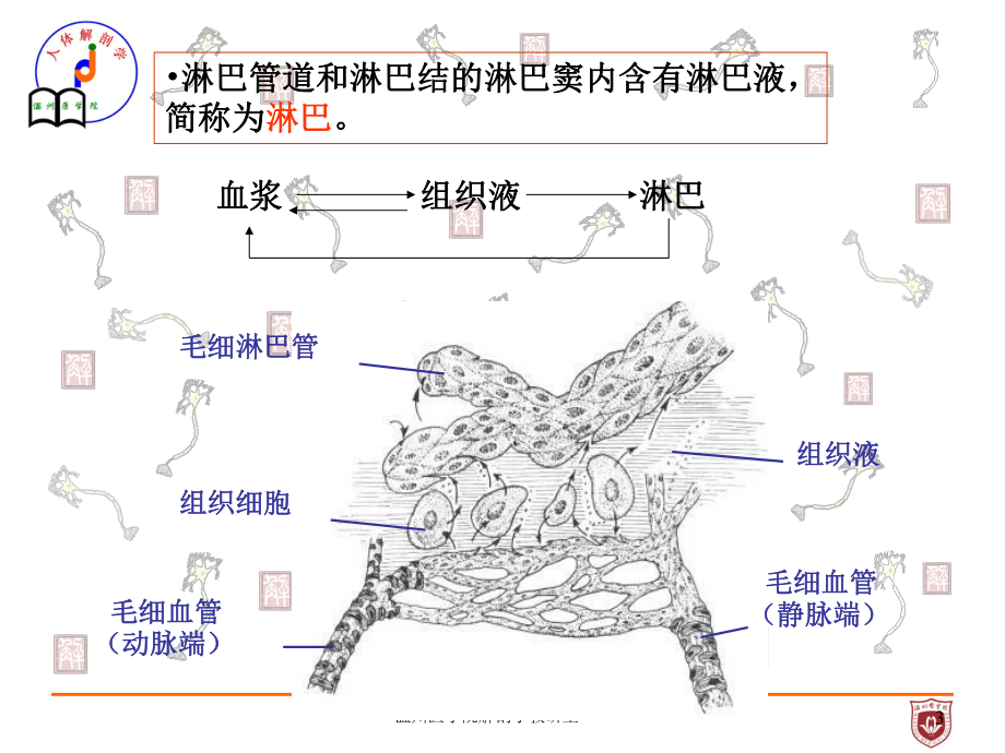 系统解剖课件：淋巴.ppt_第3页