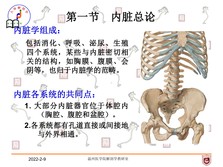 系统解剖课件：内脏总论.ppt_第2页