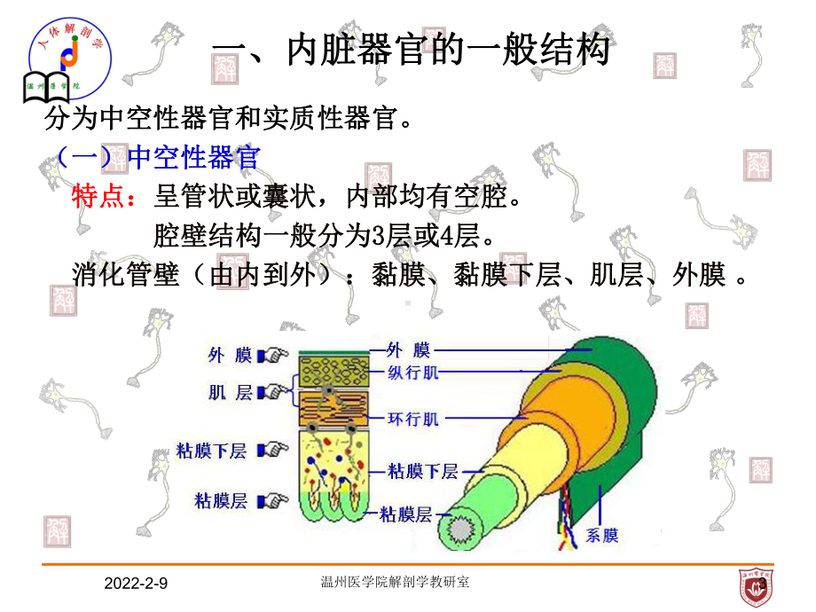 系统解剖课件：内脏总论.ppt_第3页