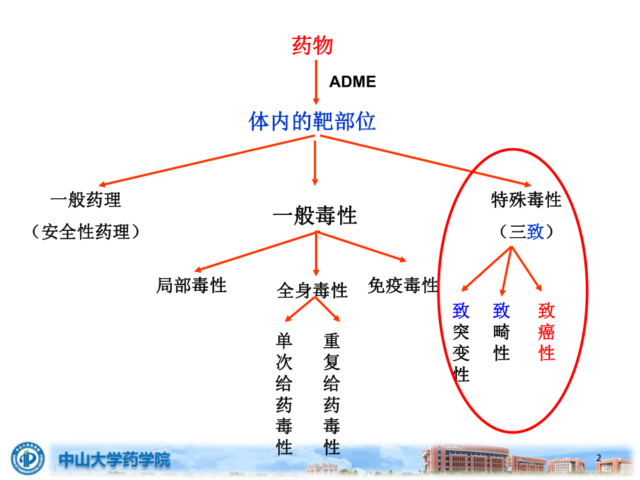 药物毒理学课件：carcinogeneciity study .pptx_第2页