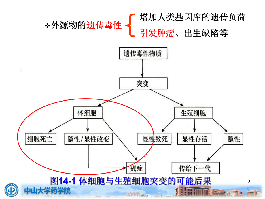 药物毒理学课件：carcinogeneciity study .pptx_第3页