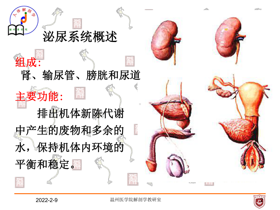 系统解剖课件：泌尿.ppt_第2页