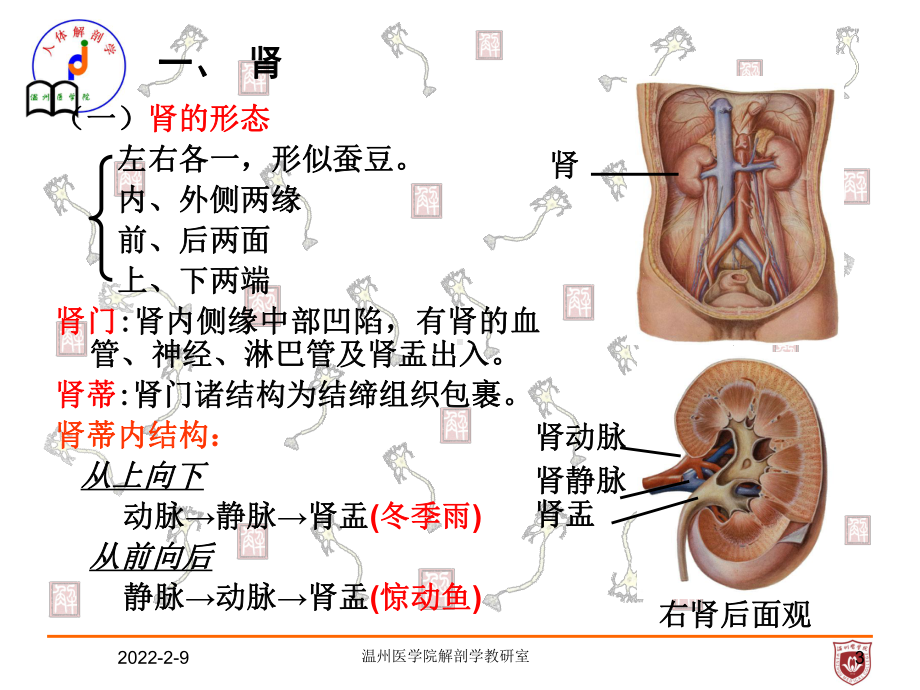 系统解剖课件：泌尿.ppt_第3页