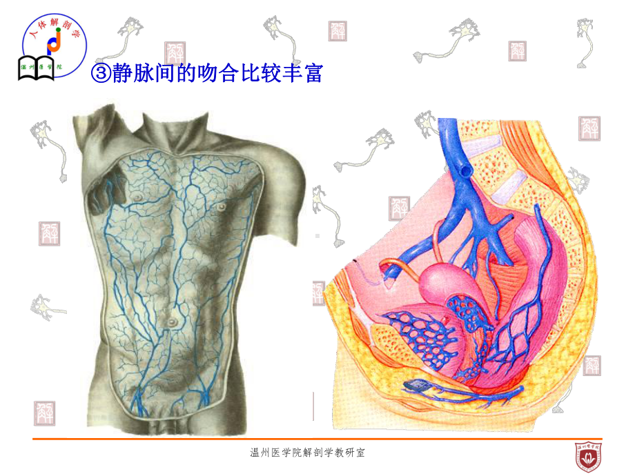 系统解剖课件：静脉.ppt_第3页