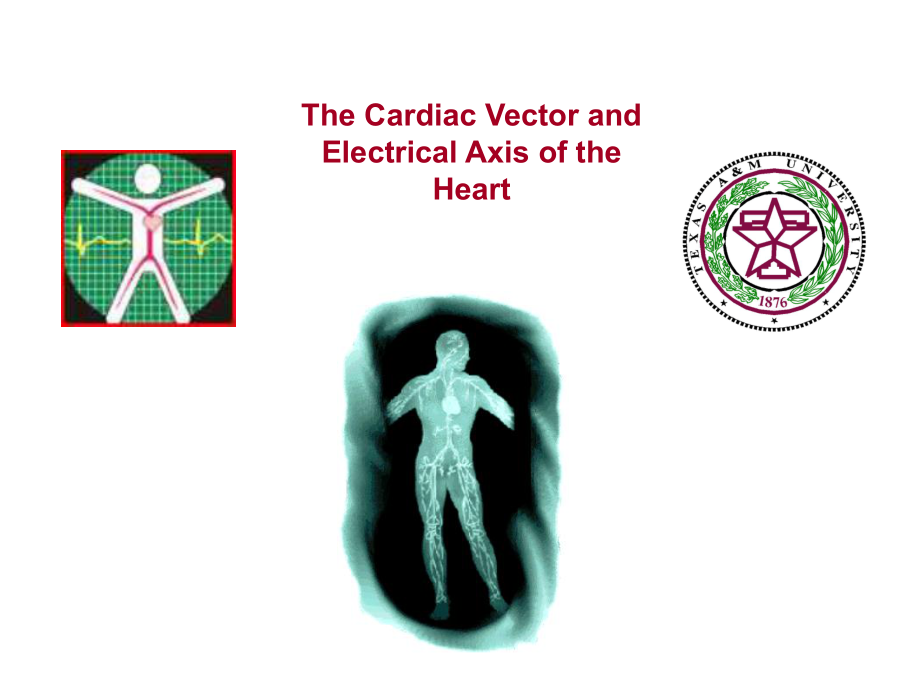 循环系统内科学心律失常-英文教学课件：Cardiac Vector Axis.ppt_第1页