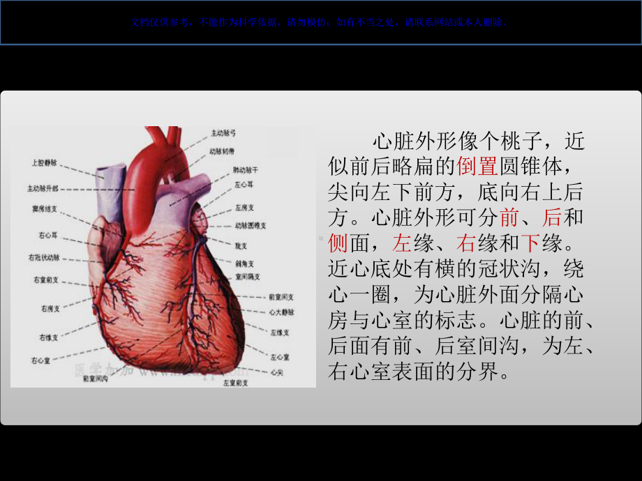 心脏的形态结构观察课件.ppt_第3页