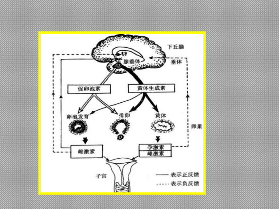 性激素六项的解读PPT培训课件.ppt_第2页