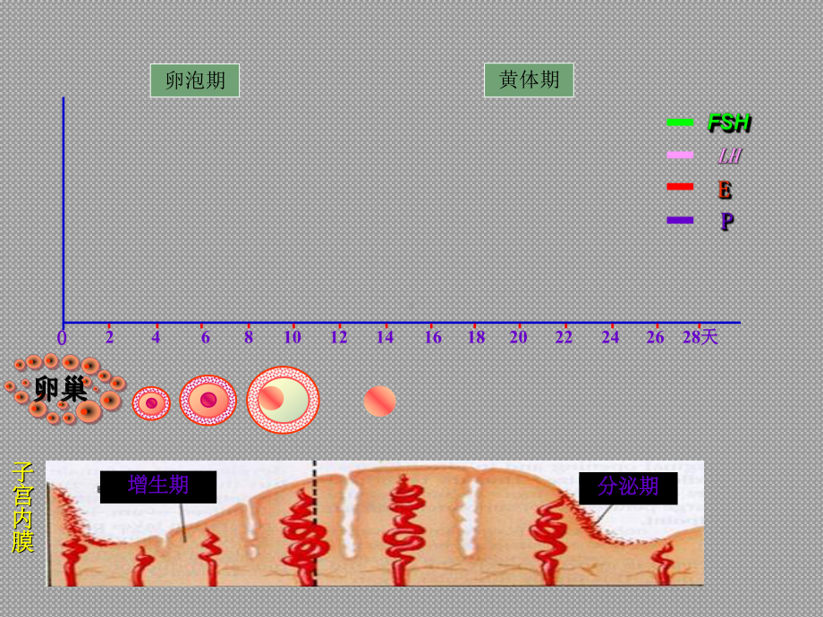 性激素六项的解读PPT培训课件.ppt_第3页