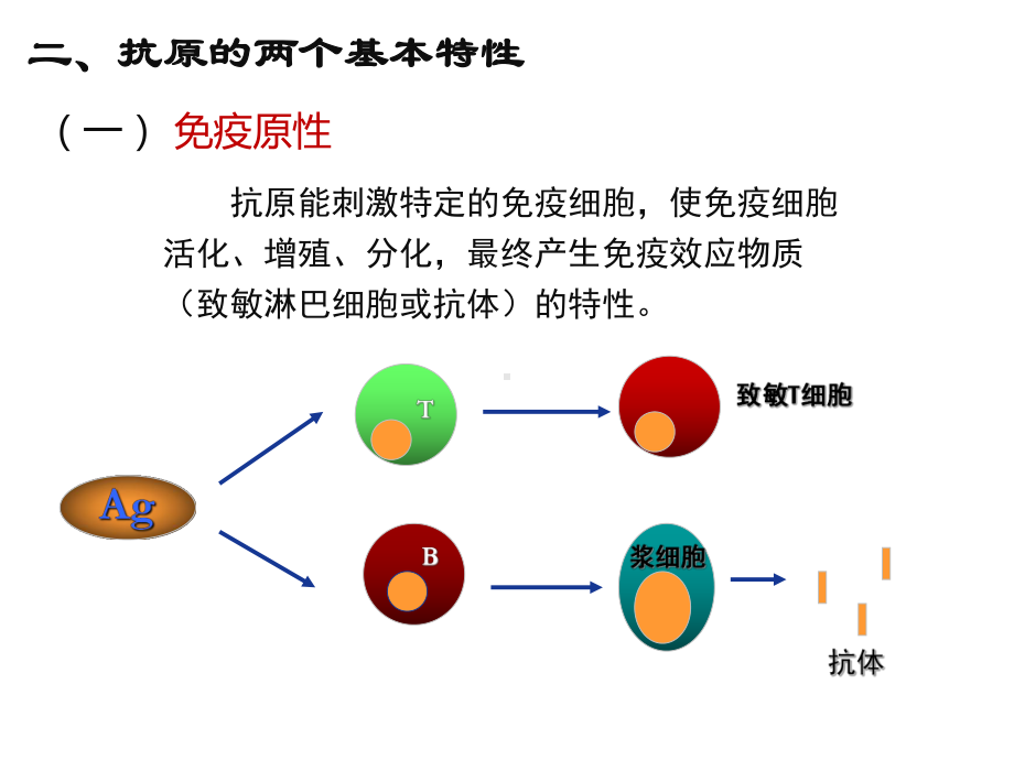 抗原医学知识讲座优质PPT课件.ppt_第3页