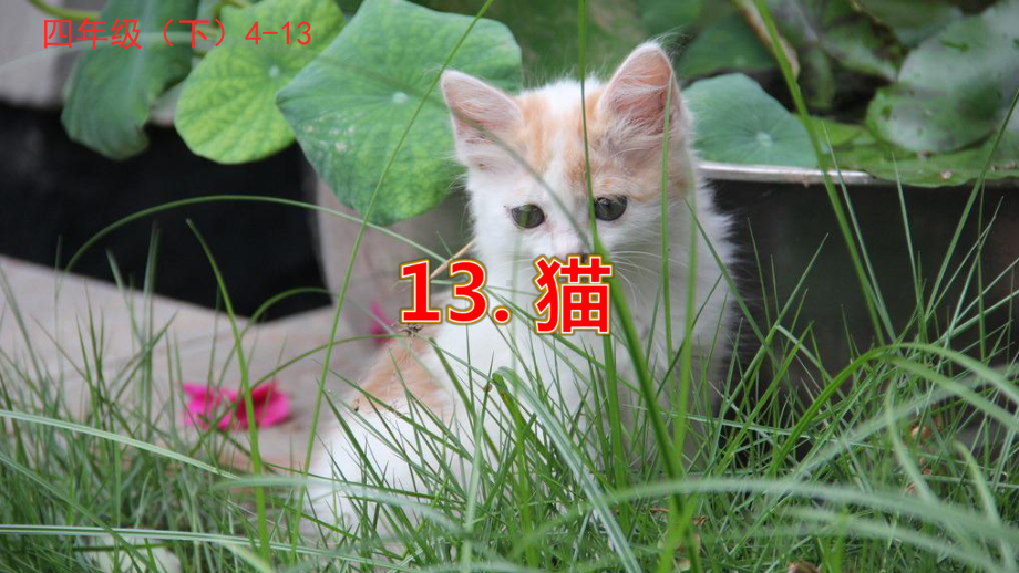 13猫（课件）-四年级语文下册(3).pptx_第1页