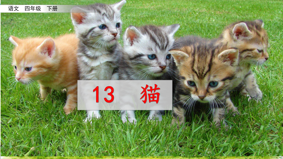 13猫（课件）-四年级语文下册(2).pptx_第1页