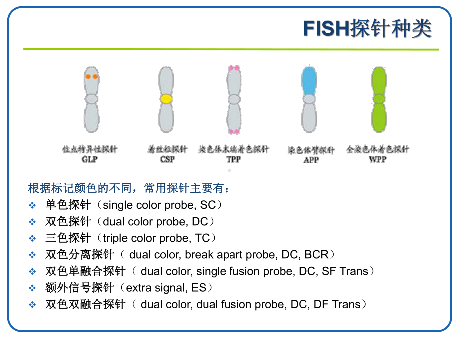 FISH技术在血液肿瘤中的应用主题讲座课件(共40张).ppt_第3页