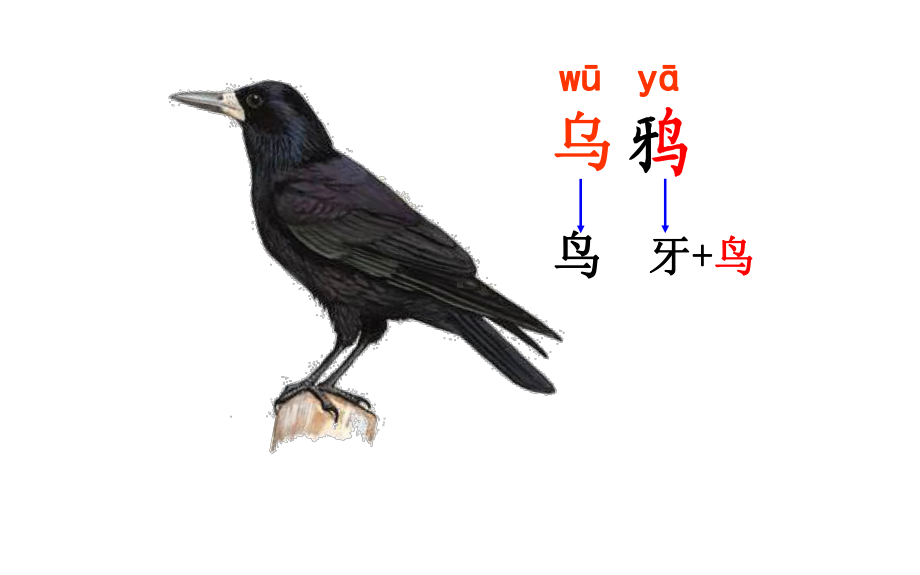 部编版一年级上册语文 -乌鸦喝水公开课课件.pptx_第3页