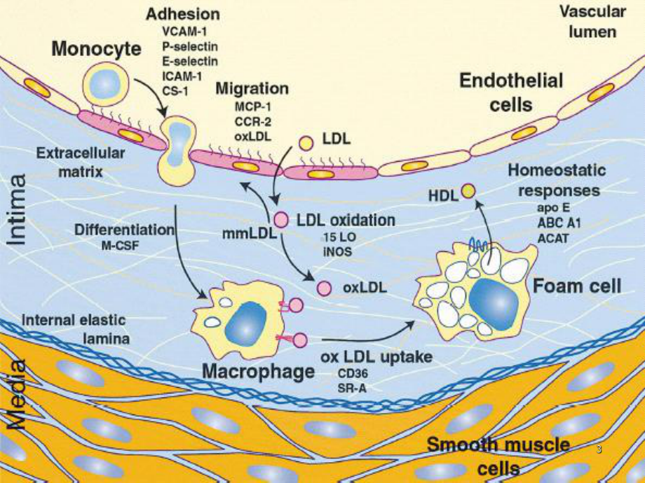 动脉粥样硬化的研究进展ppt课件.ppt_第3页