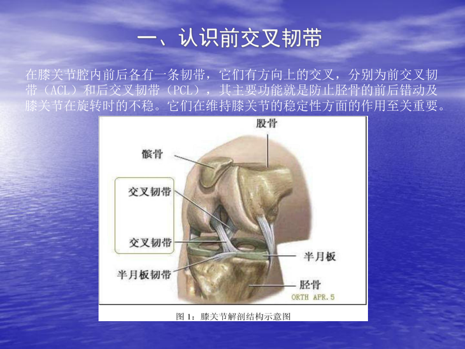 前交叉韧带重建术后康复ppt课件.ppt_第2页