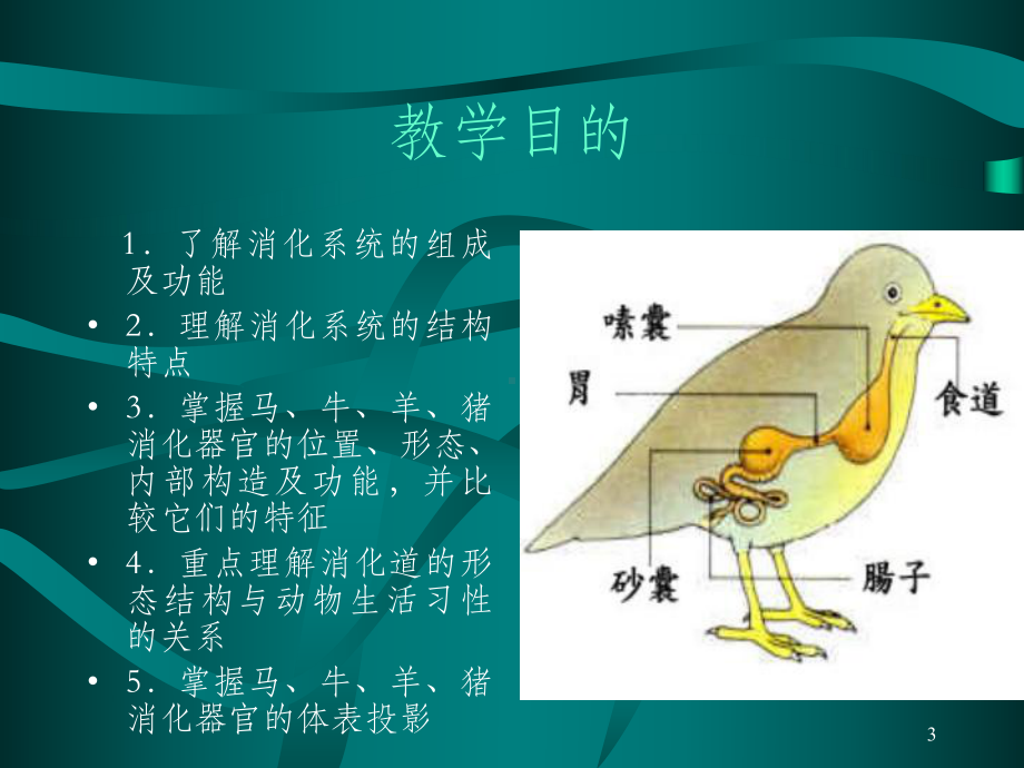 动物消化系统课件.ppt_第3页