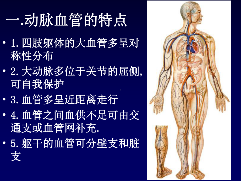 动脉和静脉课件.pptx_第3页