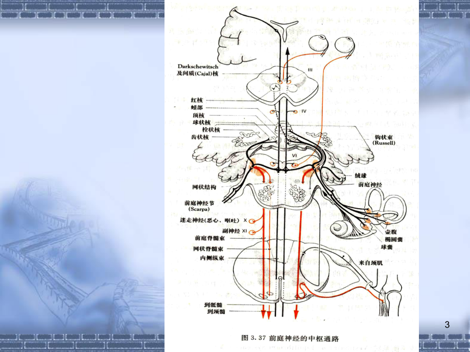 前庭功能检查ppt课件.ppt_第3页