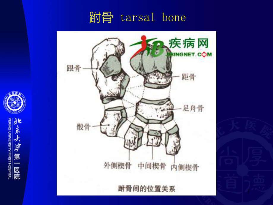 副骨与籽骨ppt课件.ppt_第3页