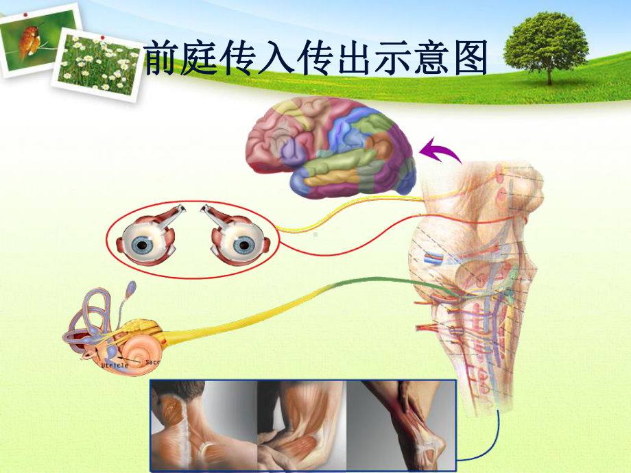 前庭功能检查法课件.pptx_第3页