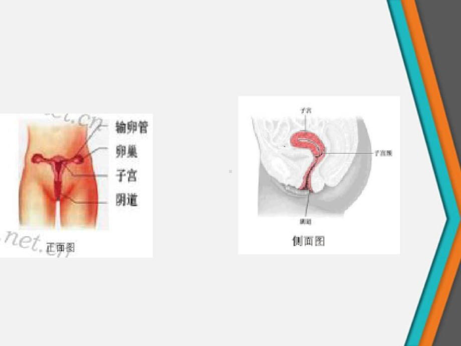 女性两癌筛查知识和预防措施52页PPT课件.ppt_第3页