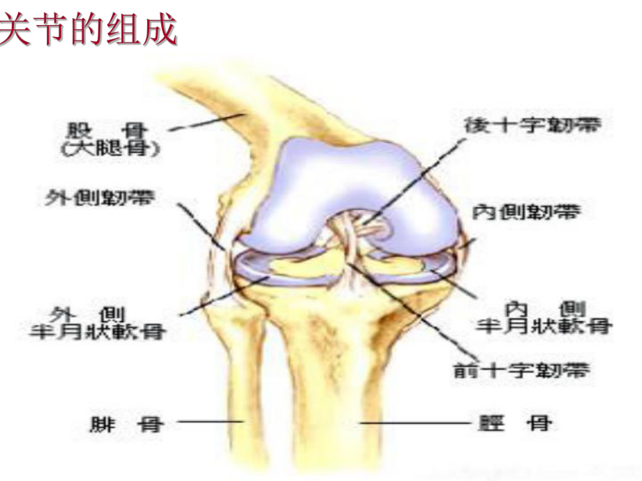 双膝关节置换PPT课件.ppt_第3页