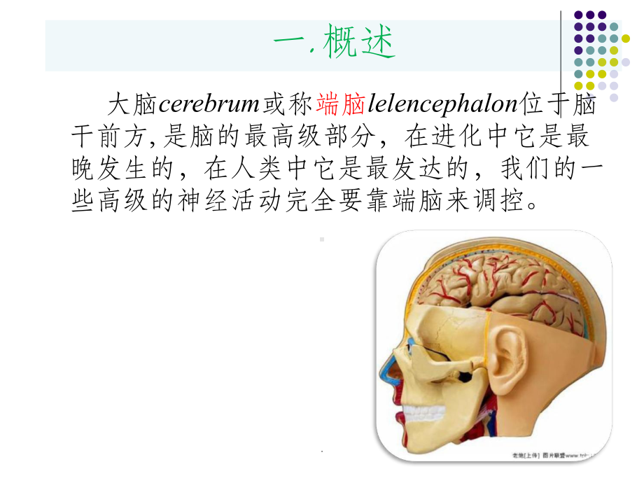 大脑皮质的功能定位ppt课件.ppt_第2页