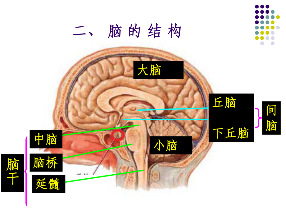 大脑皮质的功能定位ppt课件.ppt_第3页