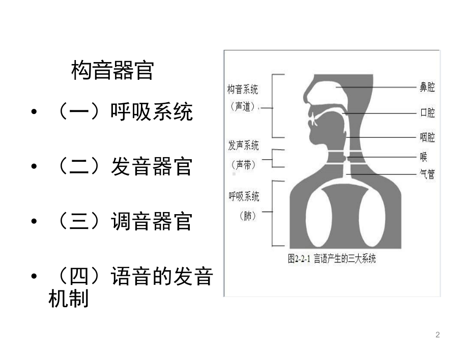 发音系统的言语解剖PPT课件.ppt_第2页