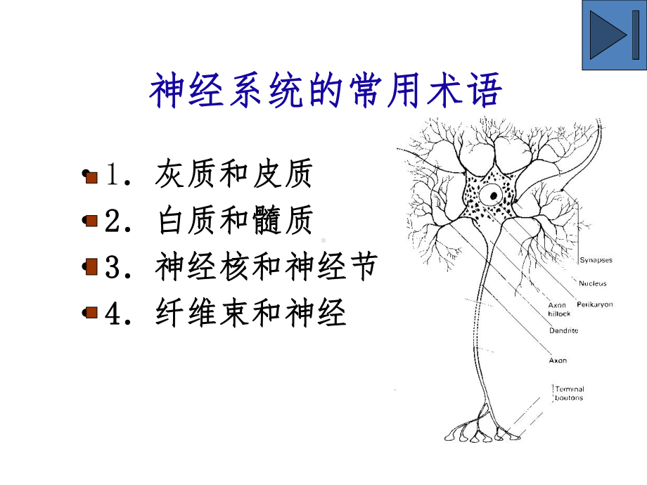 大脑解剖结构课件.ppt_第3页