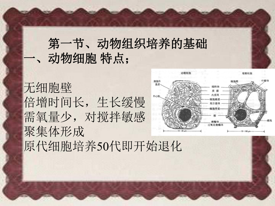 原代培养与传代培养技术课件.ppt_第1页