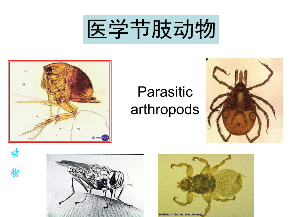 医学节肢动物-本科课件.ppt_第2页