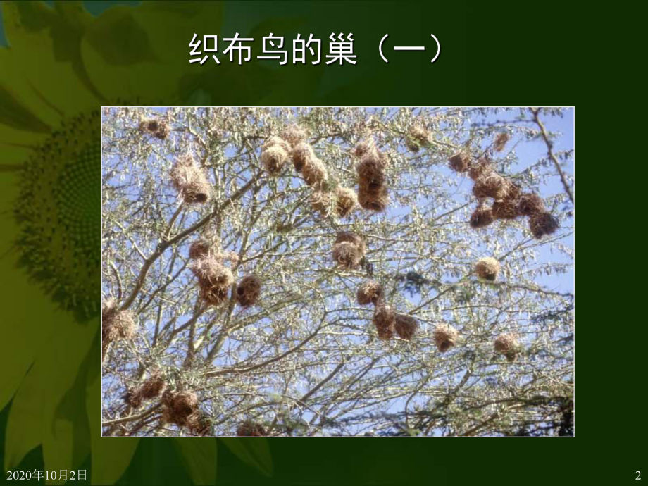 各种各样的鸟巢PPT课件.ppt_第2页