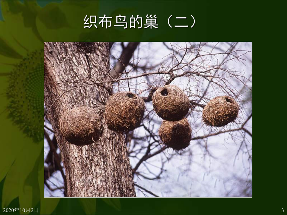 各种各样的鸟巢PPT课件.ppt_第3页