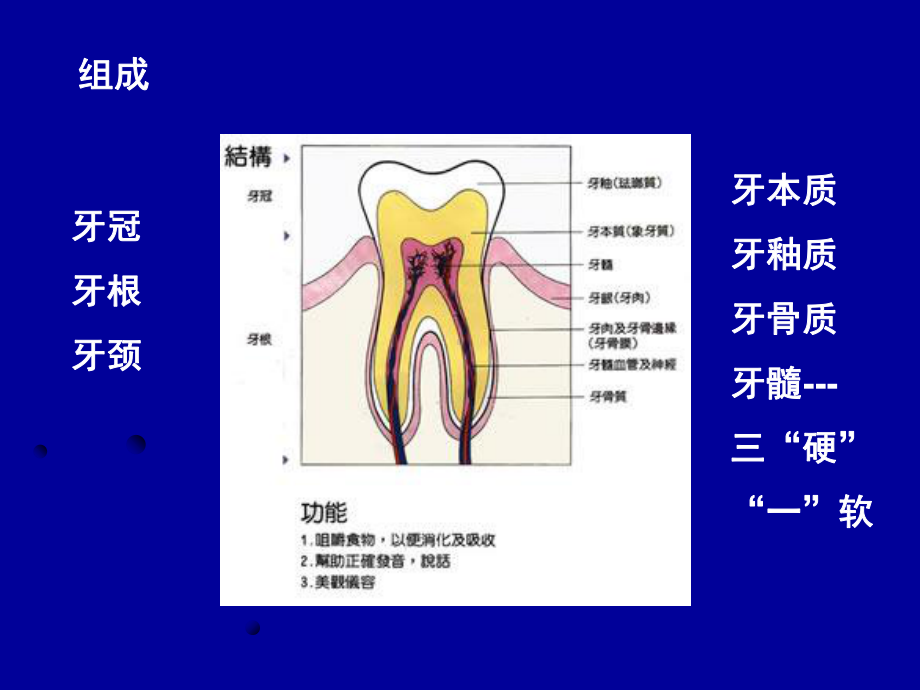 口组牙体组织课件-共116页.ppt_第2页