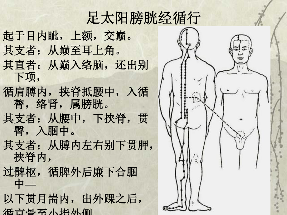 医学文库网-经络腧穴学课件-足太阳膀胱经（51页.ppt_第2页