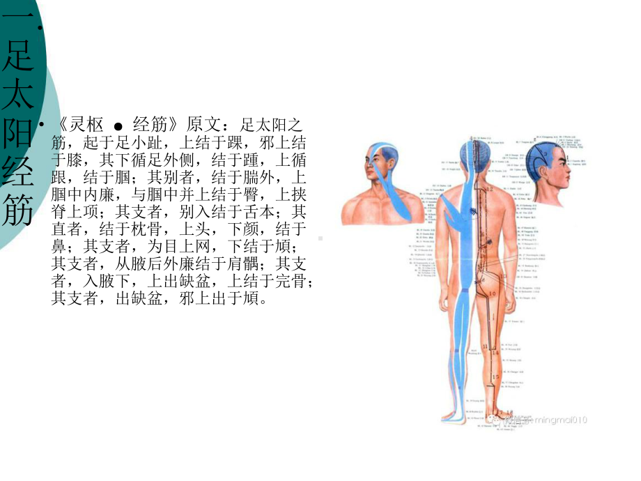 十二经筋概述课件.ppt_第2页