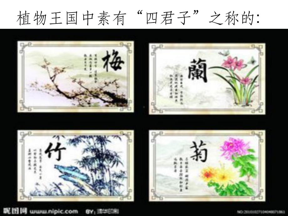 古诗梅花课件.ppt_第2页