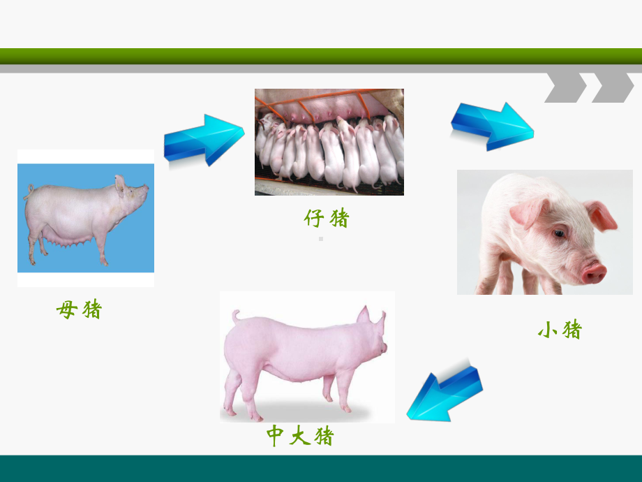 各阶段猪的养殖过程与疾病防治课件.ppt_第2页