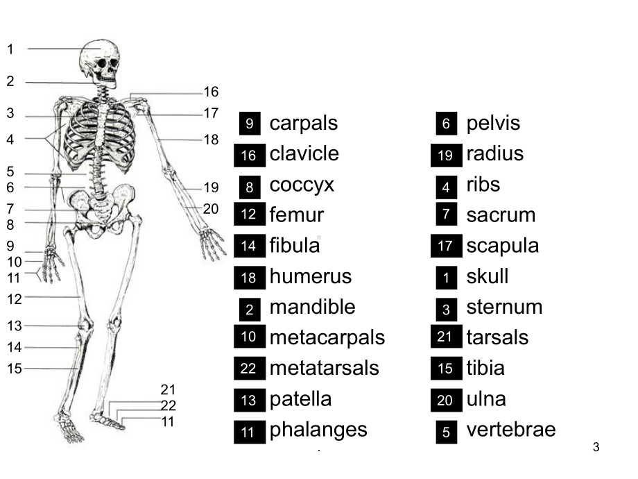 医学英语-骨骼课件.ppt_第3页