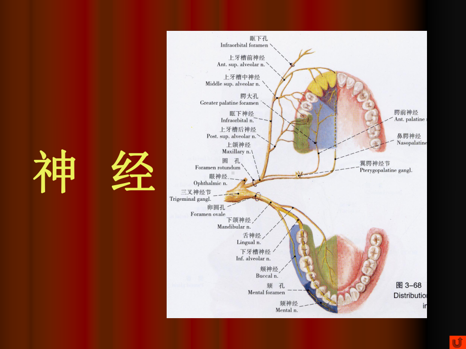 口腔颌面部系统解剖-血管、神经完整版本课件.ppt_第1页