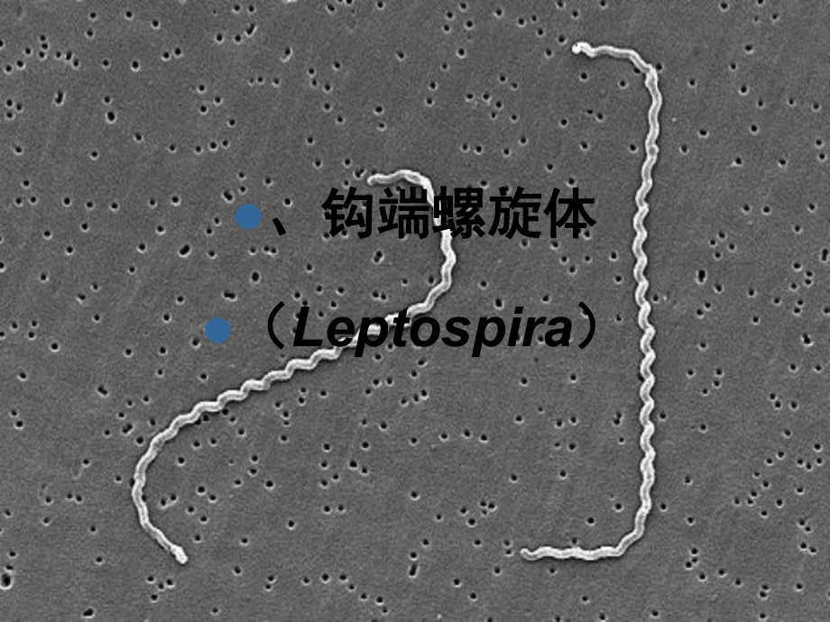 医学微生物学课件-PPT.ppt_第3页