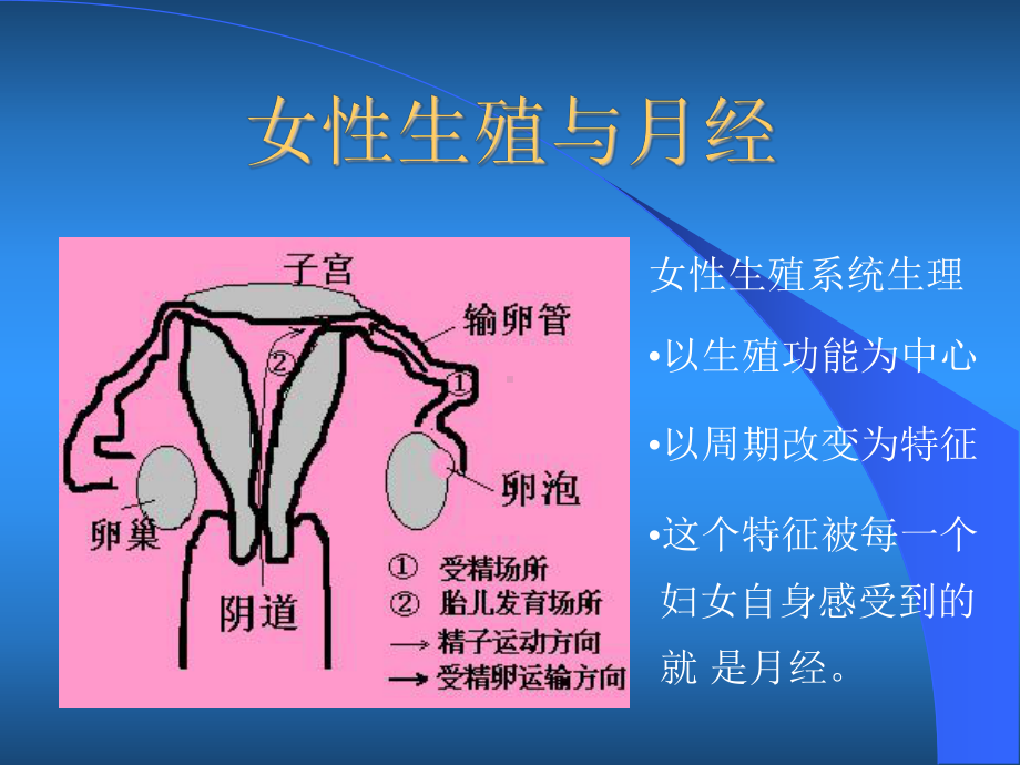 女性生殖系统生理(课件).ppt_第3页