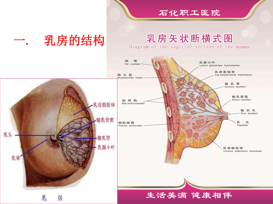 孕妇学校：母乳喂养指导PPT课件.ppt_第2页