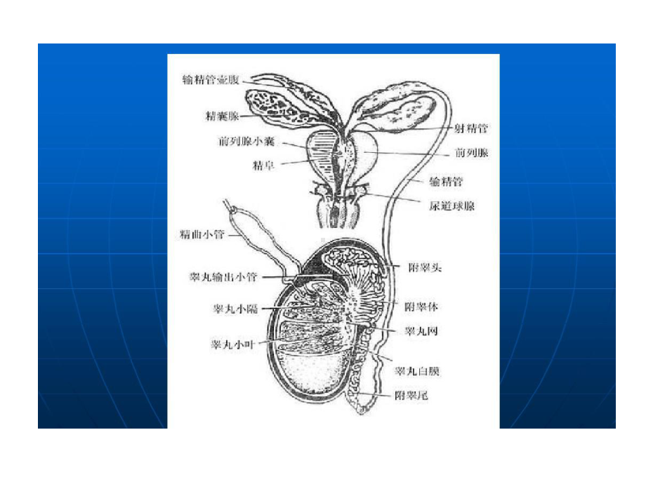 家畜生殖器官74页PPT课件.ppt_第3页