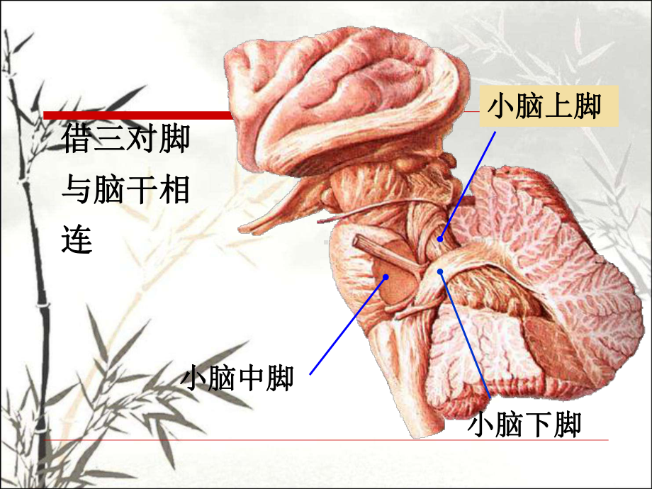 小脑、间脑、端脑-PPT课件.ppt_第2页